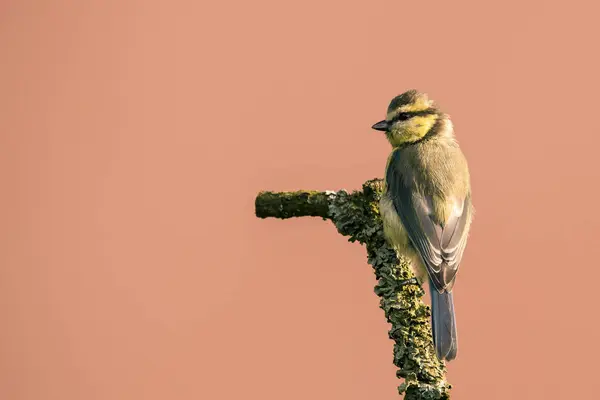 Nice child blue tit with baby colored feathers — Stockfoto