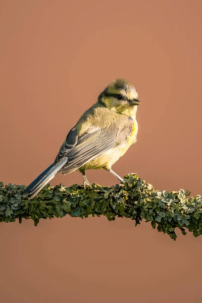 Young blue tit with baby colored feathers — Zdjęcie stockowe