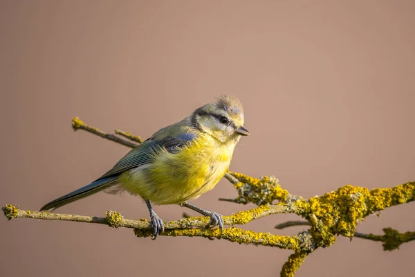 Child blue tit with yellow chest on branch with yellow lichen — Zdjęcie stockowe