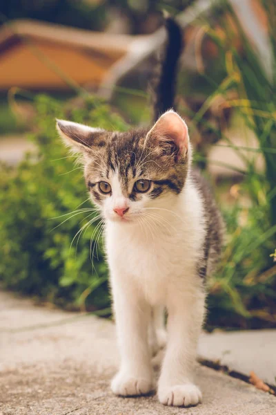 Beyaz ve tekir tomcat Tarih bahçede beton kiremit