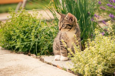 Gri beton üzerinde beyaz pençeleri ile Tabby yavru kedi Döşe
