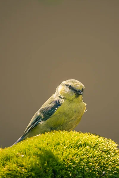 一个蓝色-黄胸山雀栖息在绿色的青苔 — 图库照片