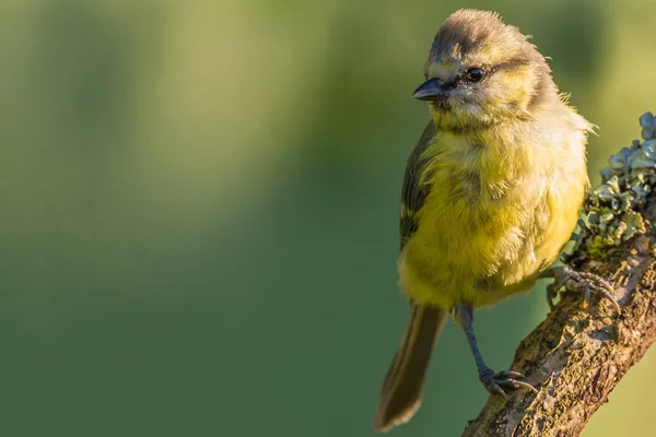 Single baby blue tit perched on wooden branch — Zdjęcie stockowe