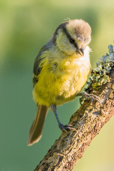 Bebé soltero azul-tit encaramado en rama de madera — Foto de Stock