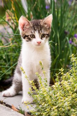 Beyaz göğüs ve kekik bitki arkasında içinde paws Tabby yavru kedi