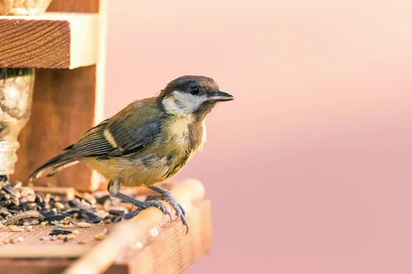 Één mannelijke Pimpelmees zat op de bird feeder met een paar soorten zaden — Stockfoto