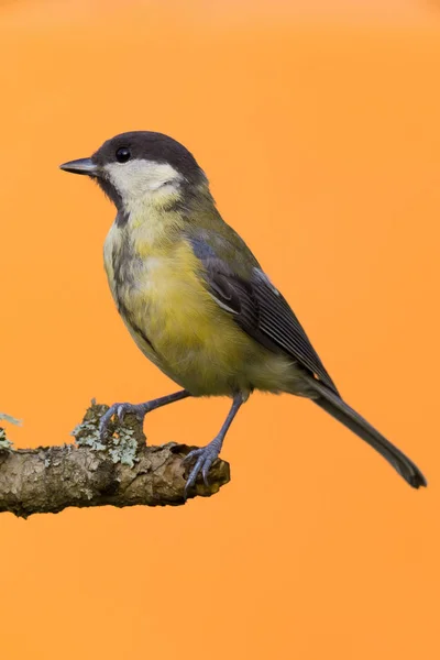 Una hembra gran pájaro de la teta posado en rama — Foto de Stock