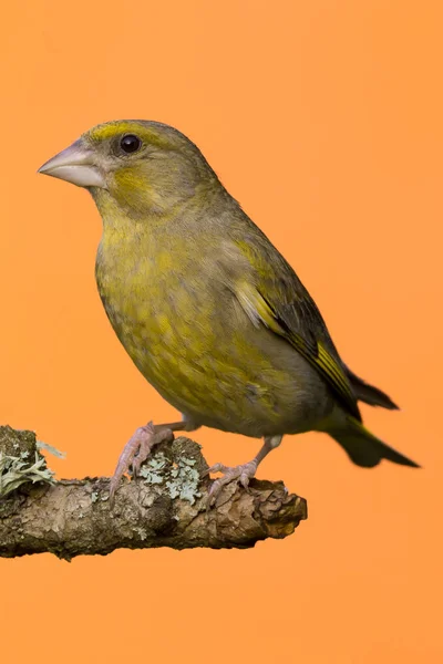 Jeden samec Zvonek zelený pták sedí na větvi — Stock fotografie