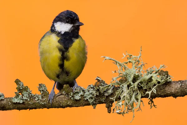 Een jonge mannelijke Koolmees vogel neergestreken op tak — Stockfoto