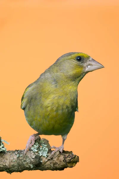 Einzelner Grünfinkenvogel hockt auf Ast — Stockfoto