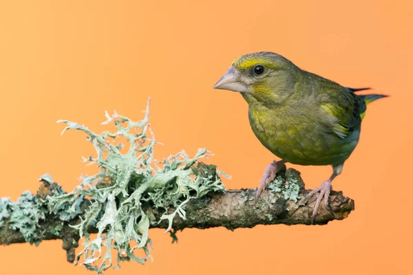 Single male Greenfinch bird perched on branch with lichen