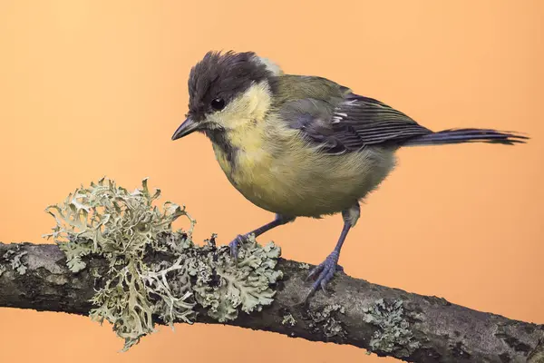 Perched baby great-tit on wooden branch with lichen