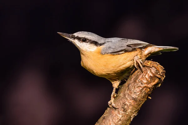 Nice single male Nuthatch perched on twig