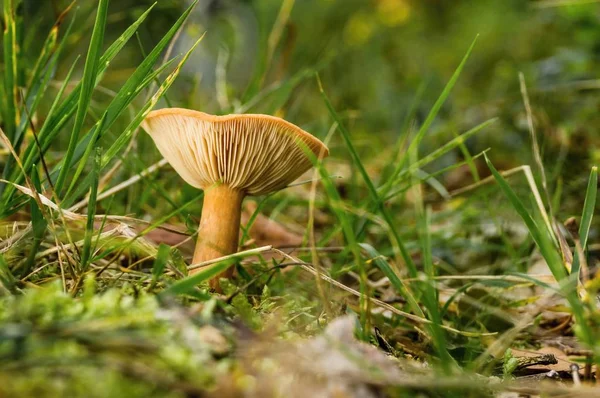 单一的橙色荠蘑菇生长在草地 — 图库照片