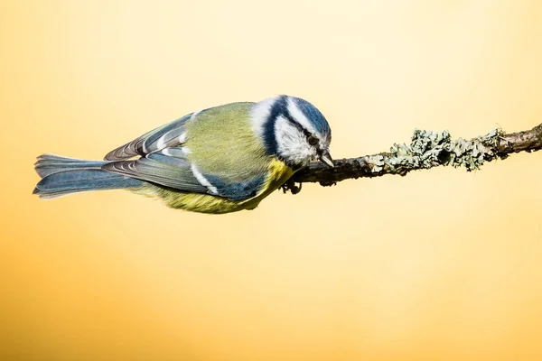 Colorido macho azul-tit salta de ramita seca — Foto de Stock