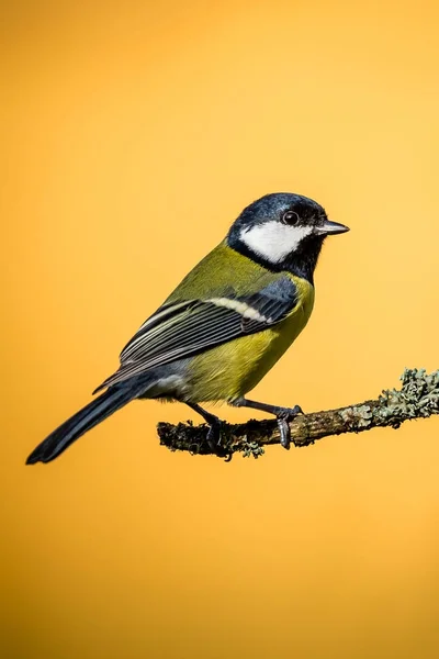 Colorful male great-tit sit on dry twig with moss