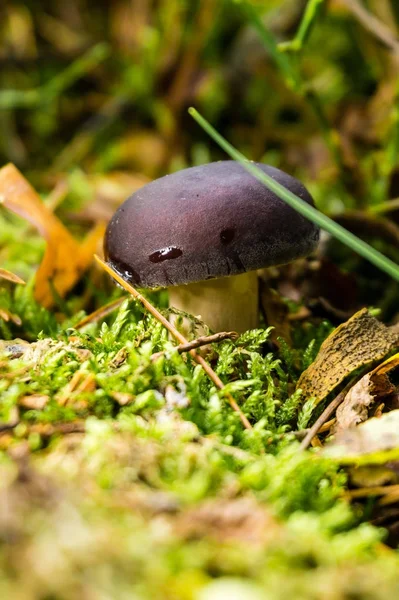 Маленький гриб руссулы в фиолетовой шляпе — стоковое фото