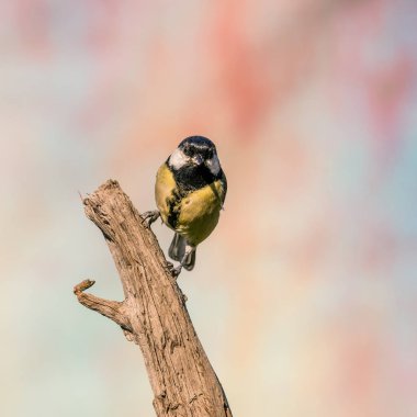 Kuru yıpranmış dal üzerinde tünemiş kadın büyük baştankara songbird