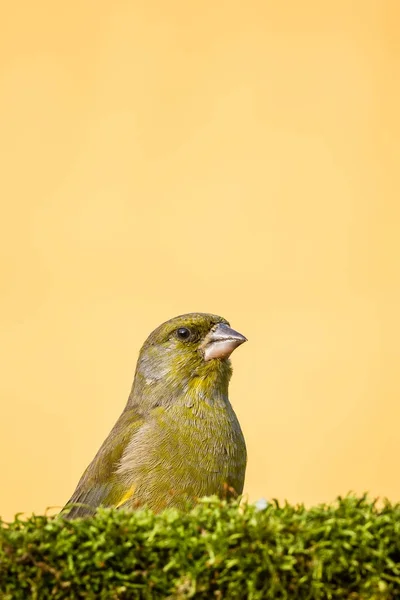 Soltero macho verderón pájaro sentarse detrás de musgo —  Fotos de Stock