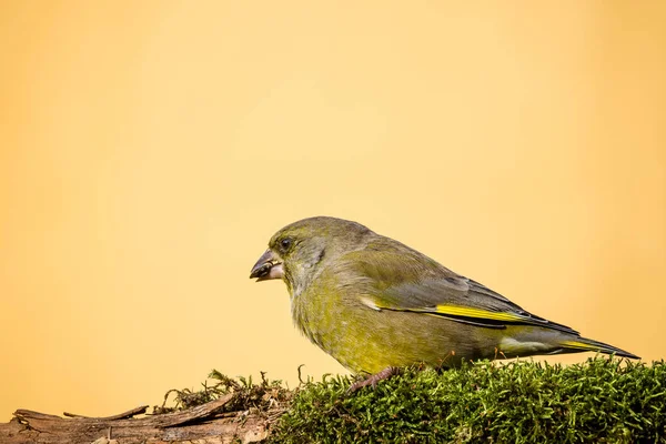 Single male greenfinch bird sits on branch covered by moss and eats seed