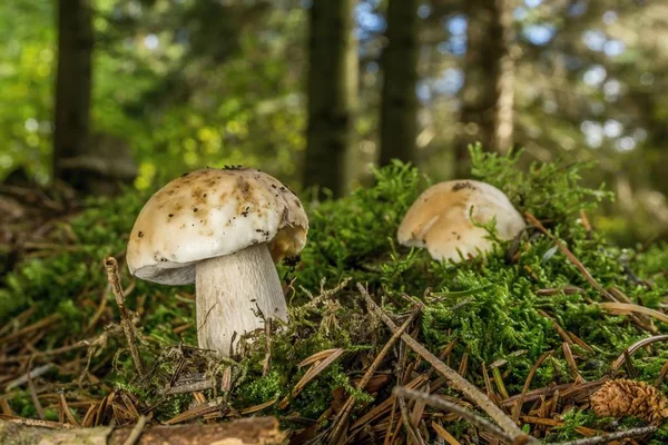 В лесу из мха вырастают два маленьких гриба. — стоковое фото