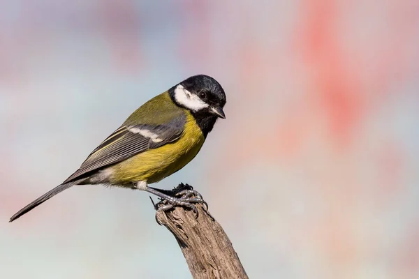 Ung mandlig blå-tit fugl sidder på tør kvist - Stock-foto