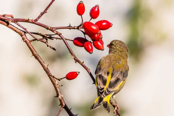 Mladé zelené finch pták hřadující na větvičky Šípek — Stock fotografie