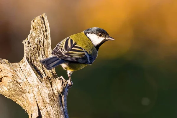 Dejlig lille stor-tit fugl sidder på tør kvist - Stock-foto