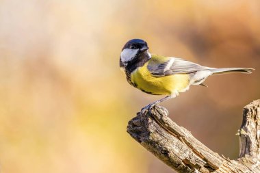 Kuru dal üzerinde tünemiş bir renkli büyük baştankara songbird