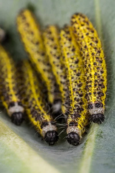 Detalhe de preto único - cabeça de lagarta amarela com outros insetos — Fotografia de Stock