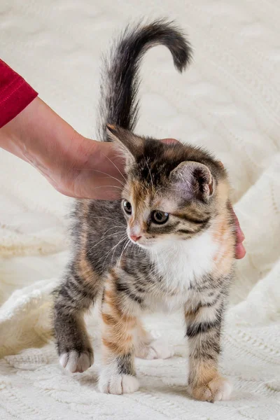 Portrait of tabby kitten with few red spots and white chest and hand which rub her — Stock Photo, Image