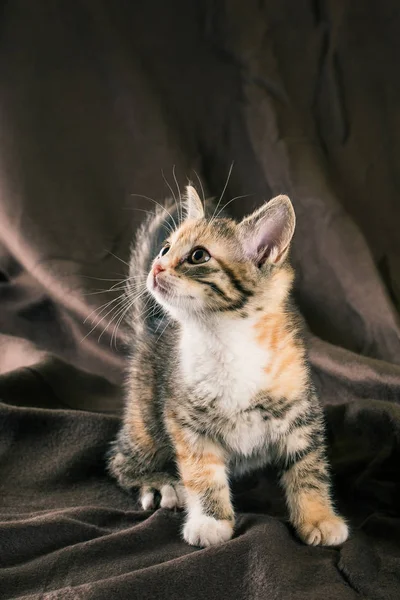 Retrato de gatinho tabby com poucas manchas vermelhas e peito branco — Fotografia de Stock