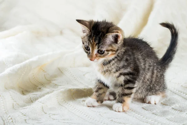 Retrato de gatinho tabby com poucas manchas vermelhas e peito branco e patas — Fotografia de Stock