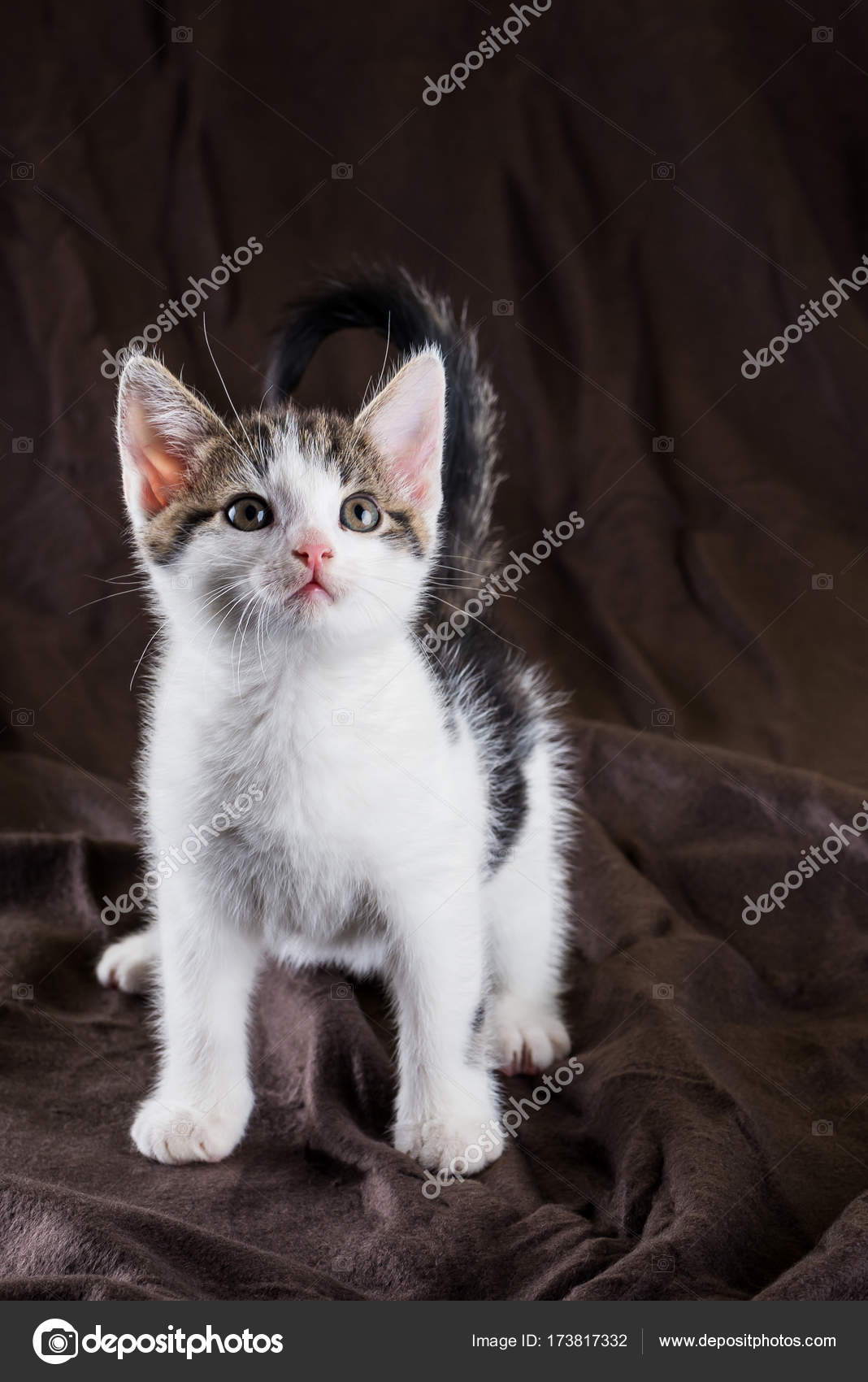 White cat with tabby cheap tail