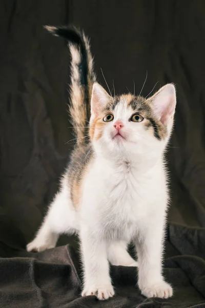 Barva roztomilý kotě vyhledá — Stock fotografie