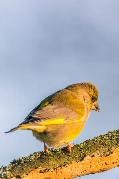 乾いた小枝に単一の男性 greenfinch — ストック写真