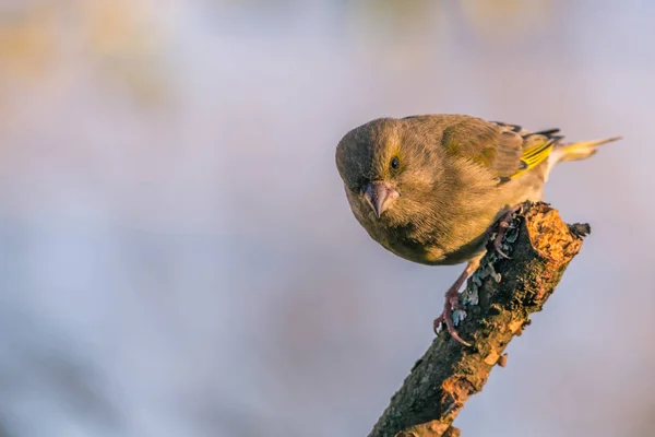 乾いた小枝の汚いくちばしを持つ単一の男性 greenfinch ジャンプします。 — ストック写真