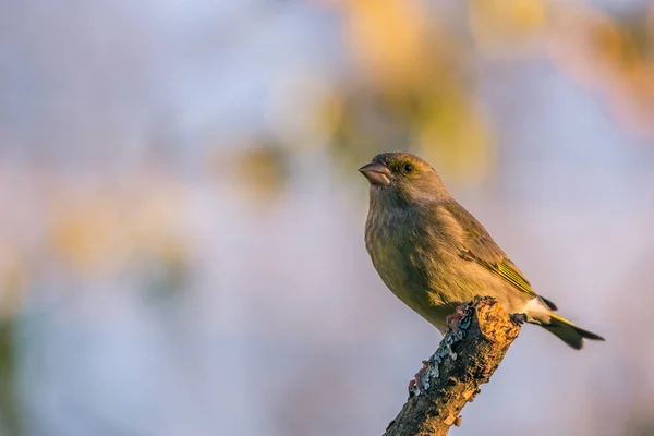 Single male greenfinch with dirty beak sitting on dry twig