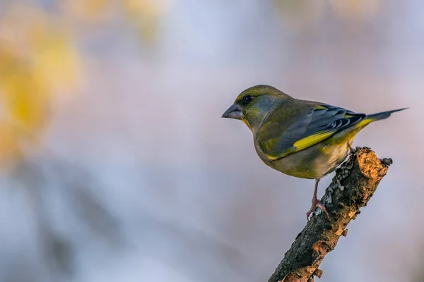 Jediný mužský Zvonek zelený pták hřadující na větvičku — Stock fotografie