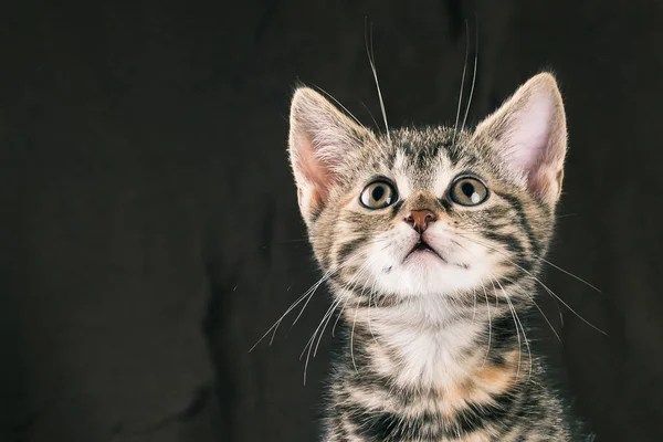 Young cute tabby kitten looks up — Stock Photo, Image