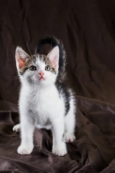 Young cute white kitten with tabby spots sits on blanket — Stock Photo, Image