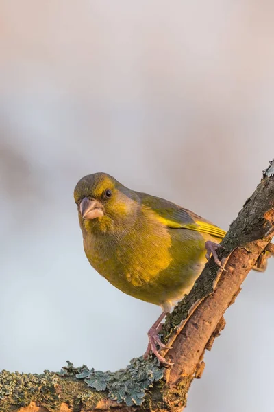 Kleurrijke Groenling vogel neergestreken op takje gedeeltelijk zonder schors — Stockfoto