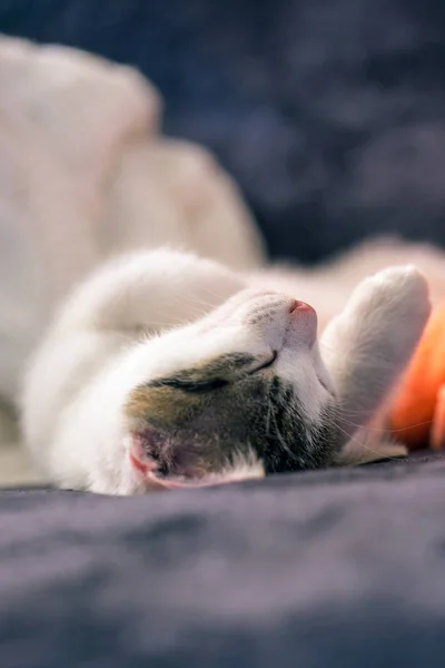 Нос белого котенка с тэбби-пятнами на голове — стоковое фото