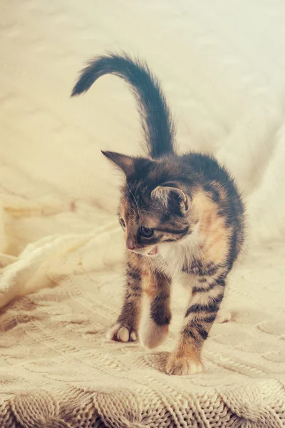 Colorido rayas gatito camina en blanco manta de punto —  Fotos de Stock
