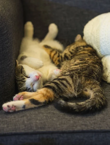 Dos semanas de edad gatitos están durmiendo — Foto de Stock