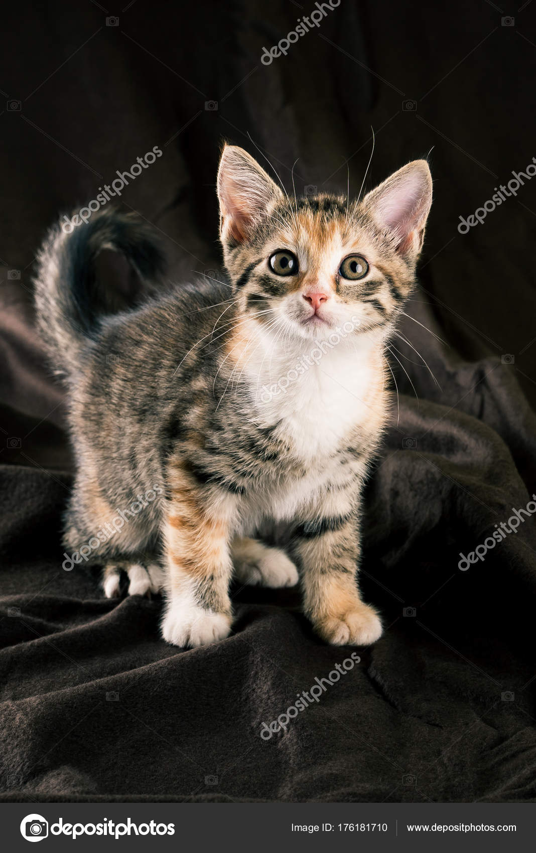 Sitting colorful kitten on dark brown blanket — Stock Photo