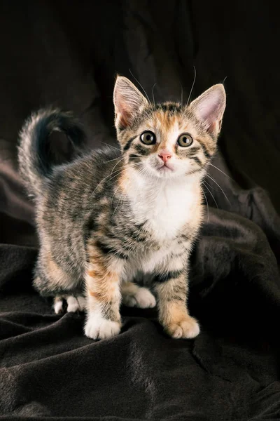 Duduk warna-warni kucing pada selimut cokelat gelap — Stok Foto