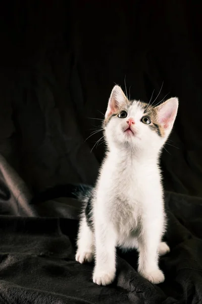 Sentado gatito blanco en manta marrón oscuro —  Fotos de Stock