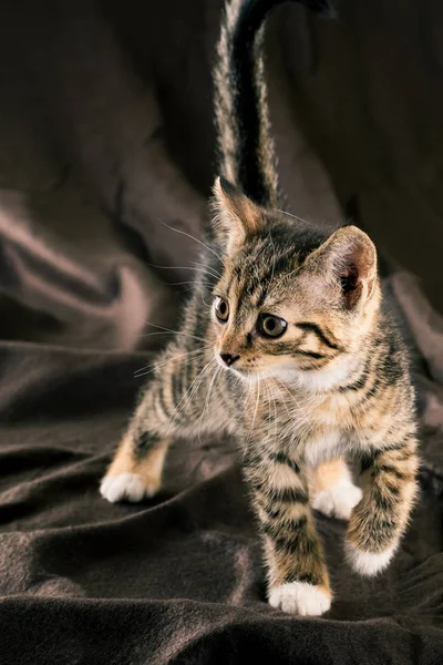 Walking colorful kitten on dark brown blanket — Stock Photo, Image