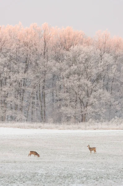Um par de roebucks em frente a árvores congeladas — Fotografia de Stock